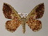  (Zythos - BC ZSM Lep 54430)  @15 [ ] CreativeCommons - Attribution Non-Commercial Share-Alike (2012) Axel Hausmann/Bavarian State Collection of Zoology (ZSM) SNSB, Zoologische Staatssammlung Muenchen