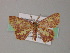  ( - BC ZSM Lep 54437)  @11 [ ] CreativeCommons - Attribution Non-Commercial Share-Alike (2012) Axel Hausmann/Bavarian State Collection of Zoology (ZSM) SNSB, Zoologische Staatssammlung Muenchen