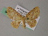  (Eois AH03Ph - BC ZSM Lep 54441)  @11 [ ] CreativeCommons - Attribution Non-Commercial Share-Alike (2012) Axel Hausmann/Bavarian State Collection of Zoology (ZSM) SNSB, Zoologische Staatssammlung Muenchen