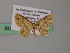  (Eois AH04Ph - BC ZSM Lep 54442)  @11 [ ] CreativeCommons - Attribution Non-Commercial Share-Alike (2012) Axel Hausmann/Bavarian State Collection of Zoology (ZSM) SNSB, Zoologische Staatssammlung Muenchen