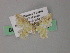  (Eois AH06Ph - BC ZSM Lep 54446)  @11 [ ] CreativeCommons - Attribution Non-Commercial Share-Alike (2012) Axel Hausmann/Bavarian State Collection of Zoology (ZSM) SNSB, Zoologische Staatssammlung Muenchen