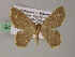  (Eois AH09Ph - BC ZSM Lep 54458)  @11 [ ] CreativeCommons - Attribution Non-Commercial Share-Alike (2012) Axel Hausmann/Bavarian State Collection of Zoology (ZSM) SNSB, Zoologische Staatssammlung Muenchen