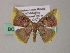  ( - BC ZSM Lep 54459)  @11 [ ] CreativeCommons - Attribution Non-Commercial Share-Alike (2012) Axel Hausmann/Bavarian State Collection of Zoology (ZSM) SNSB, Zoologische Staatssammlung Muenchen