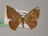 (Chrysocraspeda AH02Ph - BC ZSM Lep 54461)  @12 [ ] CreativeCommons - Attribution Non-Commercial Share-Alike (2012) Axel Hausmann/Bavarian State Collection of Zoology (ZSM) SNSB, Zoologische Staatssammlung Muenchen
