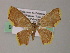  (Chrysocraspeda AH03Ph - BC ZSM Lep 54462)  @11 [ ] CreativeCommons - Attribution Non-Commercial Share-Alike (2012) Axel Hausmann/Bavarian State Collection of Zoology (ZSM) SNSB, Zoologische Staatssammlung Muenchen