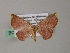  (Chrysocraspeda AH05Ph - BC ZSM Lep 54464)  @11 [ ] CreativeCommons - Attribution Non-Commercial Share-Alike (2012) Axel Hausmann/Bavarian State Collection of Zoology (ZSM) SNSB, Zoologische Staatssammlung Muenchen