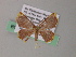  (Chrysocraspeda AH06Ph - BC ZSM Lep 54465)  @11 [ ] CreativeCommons - Attribution Non-Commercial Share-Alike (2012) Axel Hausmann/Bavarian State Collection of Zoology (ZSM) SNSB, Zoologische Staatssammlung Muenchen