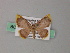  (Chrysocraspeda AH07Ph - BC ZSM Lep 54466)  @11 [ ] CreativeCommons - Attribution Non-Commercial Share-Alike (2012) Axel Hausmann/Bavarian State Collection of Zoology (ZSM) SNSB, Zoologische Staatssammlung Muenchen
