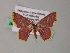  (Chrysocraspeda AH08Ph - BC ZSM Lep 54467)  @11 [ ] CreativeCommons - Attribution Non-Commercial Share-Alike (2012) Axel Hausmann/Bavarian State Collection of Zoology (ZSM) SNSB, Zoologische Staatssammlung Muenchen