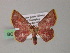  (Chrysocraspeda AH09Ph - BC ZSM Lep 54468)  @11 [ ] CreativeCommons - Attribution Non-Commercial Share-Alike (2012) Axel Hausmann/Bavarian State Collection of Zoology (ZSM) SNSB, Zoologische Staatssammlung Muenchen