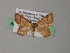  (Chrysocraspeda AH11Ph - BC ZSM Lep 54470)  @11 [ ] CreativeCommons - Attribution Non-Commercial Share-Alike (2012) Axel Hausmann/Bavarian State Collection of Zoology (ZSM) SNSB, Zoologische Staatssammlung Muenchen
