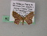  (Chrysocraspeda AH13Ph - BC ZSM Lep 54473)  @12 [ ] CreativeCommons - Attribution Non-Commercial Share-Alike (2012) Axel Hausmann/Bavarian State Collection of Zoology (ZSM) SNSB, Zoologische Staatssammlung Muenchen