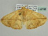  ( - BC ZSM Lep 56785)  @12 [ ] CreativeCommons - Attribution Non-Commercial Share-Alike (2012) Axel Hausmann/Bavarian State Collection of Zoology (ZSM) SNSB, Zoologische Staatssammlung Muenchen