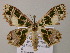  (Scopula AH01Vi - BC ZSM Lep 57357)  @14 [ ] CreativeCommons - Attribution Non-Commercial Share-Alike (2012) Axel Hausmann/Bavarian State Collection of Zoology (ZSM) SNSB, Zoologische Staatssammlung Muenchen