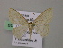  (Scopula AH02Vi - BC ZSM Lep 57360)  @12 [ ] CreativeCommons - Attribution Non-Commercial Share-Alike (2012) Axel Hausmann/Bavarian State Collection of Zoology (ZSM) SNSB, Zoologische Staatssammlung Muenchen