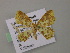  (Eois AH01Vi - BC ZSM Lep 57367)  @12 [ ] CreativeCommons - Attribution Non-Commercial Share-Alike (2012) Axel Hausmann/Bavarian State Collection of Zoology (ZSM) SNSB, Zoologische Staatssammlung Muenchen