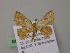  (Eois AH02Vi - BC ZSM Lep 57368)  @12 [ ] CreativeCommons - Attribution Non-Commercial Share-Alike (2012) Axel Hausmann/Bavarian State Collection of Zoology (ZSM) SNSB, Zoologische Staatssammlung Muenchen