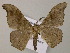 (Hyposidra AH01Vi - BC ZSM Lep 57407)  @14 [ ] CreativeCommons - Attribution Non-Commercial Share-Alike (2012) Axel Hausmann/Bavarian State Collection of Zoology (ZSM) SNSB, Zoologische Staatssammlung Muenchen
