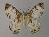  ( - BC ZSM Lep 58195)  @12 [ ] CreativeCommons - Attribution Non-Commercial Share-Alike (2012) Axel Hausmann/Bavarian State Collection of Zoology (ZSM) SNSB, Zoologische Staatssammlung Muenchen
