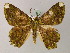  ( - BC ZSM Lep 58200)  @13 [ ] CreativeCommons - Attribution Non-Commercial Share-Alike (2012) Axel Hausmann/Bavarian State Collection of Zoology (ZSM) SNSB, Zoologische Staatssammlung Muenchen