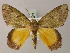  ( - BC ZSM Lep 58219)  @12 [ ] CreativeCommons - Attribution Non-Commercial Share-Alike (2012) Axel Hausmann/Bavarian State Collection of Zoology (ZSM) SNSB, Zoologische Staatssammlung Muenchen