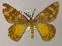  ( - BC ZSM Lep 58223)  @13 [ ] CreativeCommons - Attribution Non-Commercial Share-Alike (2012) Axel Hausmann/Bavarian State Collection of Zoology (ZSM) SNSB, Zoologische Staatssammlung Muenchen