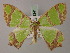  ( - BC ZSM Lep 58241)  @13 [ ] CreativeCommons - Attribution Non-Commercial Share-Alike (2012) Axel Hausmann/Bavarian State Collection of Zoology (ZSM) SNSB, Zoologische Staatssammlung Muenchen