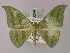 ( - BC ZSM Lep 58264)  @14 [ ] CreativeCommons - Attribution Non-Commercial Share-Alike (2012) Axel Hausmann/Bavarian State Collection of Zoology (ZSM) SNSB, Zoologische Staatssammlung Muenchen