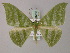  ( - BC ZSM Lep 58265)  @11 [ ] CreativeCommons - Attribution Non-Commercial Share-Alike (2012) Axel Hausmann/Bavarian State Collection of Zoology (ZSM) SNSB, Zoologische Staatssammlung Muenchen