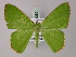  ( - BC ZSM Lep 58285)  @11 [ ] CreativeCommons - Attribution Non-Commercial Share-Alike (2012) Axel Hausmann/Bavarian State Collection of Zoology (ZSM) SNSB, Zoologische Staatssammlung Muenchen