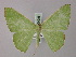  ( - BC ZSM Lep 58286)  @11 [ ] CreativeCommons - Attribution Non-Commercial Share-Alike (2012) Axel Hausmann/Bavarian State Collection of Zoology (ZSM) SNSB, Zoologische Staatssammlung Muenchen