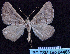  ( - BC ZSM Lep 64463)  @13 [ ] Copyright (2012) Axel Hausmann/Bavarian State Collection of Zoology (ZSM) SNSB, Zoologische Staatssammlung Muenchen