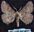  ( - BC ZSM Lep 64489)  @13 [ ] Copyright (2012) Axel Hausmann/Bavarian State Collection of Zoology (ZSM) SNSB, Zoologische Staatssammlung Muenchen