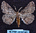  ( - BC ZSM Lep 64490)  @13 [ ] Copyright (2012) Axel Hausmann/Bavarian State Collection of Zoology (ZSM) SNSB, Zoologische Staatssammlung Muenchen