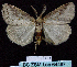  ( - BC ZSM Lep 64497)  @12 [ ] CreativeCommons - Attribution Non-Commercial Share-Alike (2012) Axel Hausmann/Bavarian State Collection of Zoology (ZSM) SNSB, Zoologische Staatssammlung Muenchen