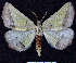  ( - BC ZSM Lep 64512)  @13 [ ] Copyright (2012) Axel Hausmann/Bavarian State Collection of Zoology (ZSM) SNSB, Zoologische Staatssammlung Muenchen