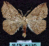  ( - BC ZSM Lep 64513)  @13 [ ] Copyright (2012) Axel Hausmann/Bavarian State Collection of Zoology (ZSM) SNSB, Zoologische Staatssammlung Muenchen