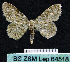  (Scopula BOLD:ABW4716 - BC ZSM Lep 64518)  @12 [ ] Copyright (2012) Axel Hausmann/Bavarian State Collection of Zoology (ZSM) SNSB, Zoologische Staatssammlung Muenchen