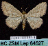  (Scopula deserta - BC ZSM Lep 64527)  @14 [ ] Copyright (2012) Axel Hausmann/Bavarian State Collection of Zoology (ZSM) SNSB, Zoologische Staatssammlung Muenchen
