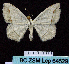  (Scopula sanguinisecta - BC ZSM Lep 64529)  @14 [ ] Copyright (2012) Axel Hausmann/Bavarian State Collection of Zoology (ZSM) SNSB, Zoologische Staatssammlung Muenchen