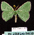  (Heterorachis despoliata - BC ZSM Lep 64530)  @14 [ ] Copyright (2012) Axel Hausmann/Bavarian State Collection of Zoology (ZSM) SNSB, Zoologische Staatssammlung Muenchen