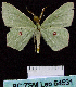  ( - BC ZSM Lep 64531)  @12 [ ] Copyright (2012) Axel Hausmann/Bavarian State Collection of Zoology (ZSM) SNSB, Zoologische Staatssammlung Muenchen