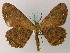  ( - BC ZSM Lep add 57813)  @14 [ ] CreativeCommons - Attribution Non-Commercial Share-Alike (2012) Axel Hausmann/Bavarian State Collection of Zoology (ZSM) SNSB, Zoologische Staatssammlung Muenchen