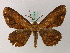  ( - BC ZSM Lep add 57815)  @11 [ ] CreativeCommons - Attribution Non-Commercial Share-Alike (2012) Axel Hausmann/Bavarian State Collection of Zoology (ZSM) SNSB, Zoologische Staatssammlung Muenchen