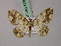  ( - BC ZSM Lep add 57817)  @12 [ ] CreativeCommons - Attribution Non-Commercial Share-Alike (2012) Axel Hausmann/Bavarian State Collection of Zoology (ZSM) SNSB, Zoologische Staatssammlung Muenchen