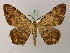  ( - BC ZSM Lep add 57827)  @12 [ ] CreativeCommons - Attribution Non-Commercial Share-Alike (2012) Axel Hausmann/Bavarian State Collection of Zoology (ZSM) SNSB, Zoologische Staatssammlung Muenchen