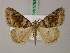  ( - BC ZSM Lep add 57838)  @14 [ ] CreativeCommons - Attribution Non-Commercial Share-Alike (2012) Axel Hausmann/Bavarian State Collection of Zoology (ZSM) SNSB, Zoologische Staatssammlung Muenchen