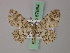  ( - BC ZSM Lep add 57864)  @13 [ ] CreativeCommons - Attribution Non-Commercial Share-Alike (2012) Axel Hausmann/Bavarian State Collection of Zoology (ZSM) SNSB, Zoologische Staatssammlung Muenchen