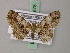  ( - BC ZSM Lep add 57878)  @13 [ ] CreativeCommons - Attribution Non-Commercial Share-Alike (2012) Axel Hausmann/Bavarian State Collection of Zoology (ZSM) SNSB, Zoologische Staatssammlung Muenchen