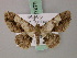  ( - BC ZSM Lep add 57879)  @12 [ ] CreativeCommons - Attribution Non-Commercial Share-Alike (2012) Axel Hausmann/Bavarian State Collection of Zoology (ZSM) SNSB, Zoologische Staatssammlung Muenchen